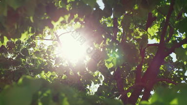 <strong>绿色树叶</strong>视图特写镜头明亮的太阳迷人的森林视图太阳